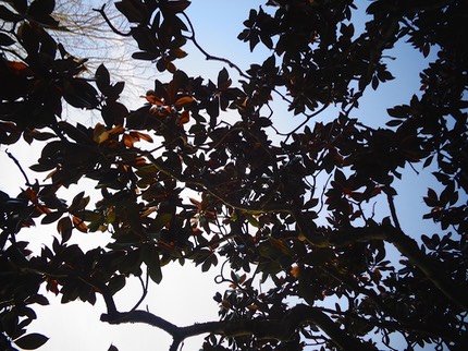 À travers le magnolia vénérable du parc de château 