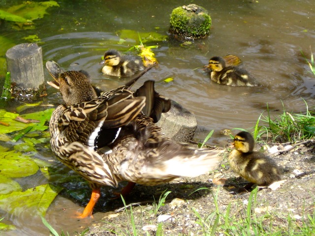 Famille canard 