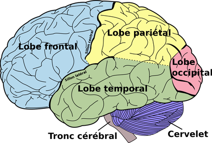 Le cortex visuel situé dans le lobe occipital.
