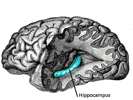 Localisation de l'hippocampe