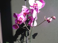 6604-orchidee