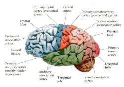 structure cerveau004